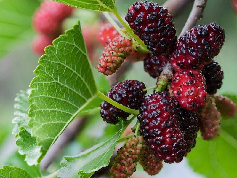 Шелковица купить саженцы из питомнике в Наро-Фоминске