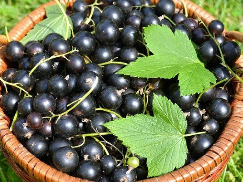 Смородина купить саженцы из питомника в Наро-Фоминске