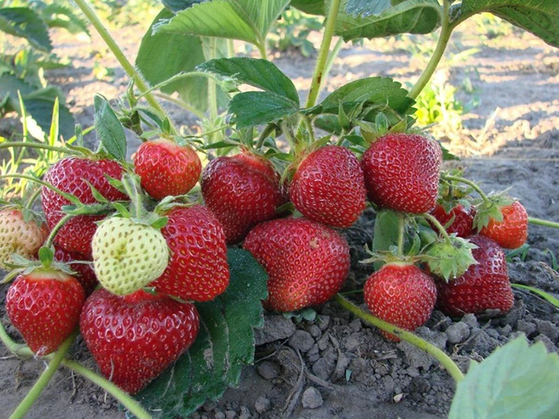 Клубника купить саженцы из питомника в Наро-Фоминске
