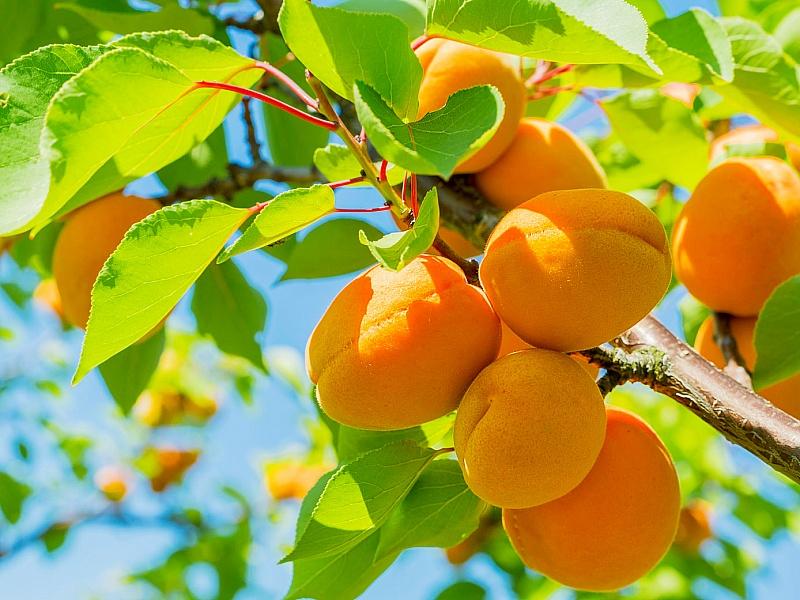 Абрикос купить саженцы из питомнике в Наро-Фоминске