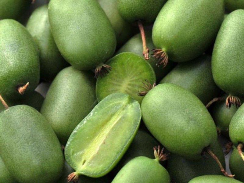 Актинидия купить саженцы из питомнике в Наро-Фоминске