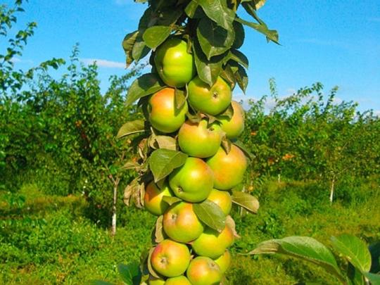 Яблоня колоновидная "КИПОРИСОВОЕ"